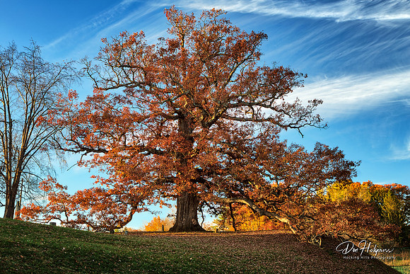 Great White Oak of Logan - Fall