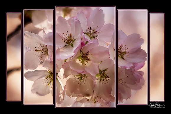 Cherry Blossoms at Ohio University by Don Holycross of Hocking Hills Photography, Logan, Ohio